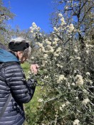 Kate enjoying the ceanothus